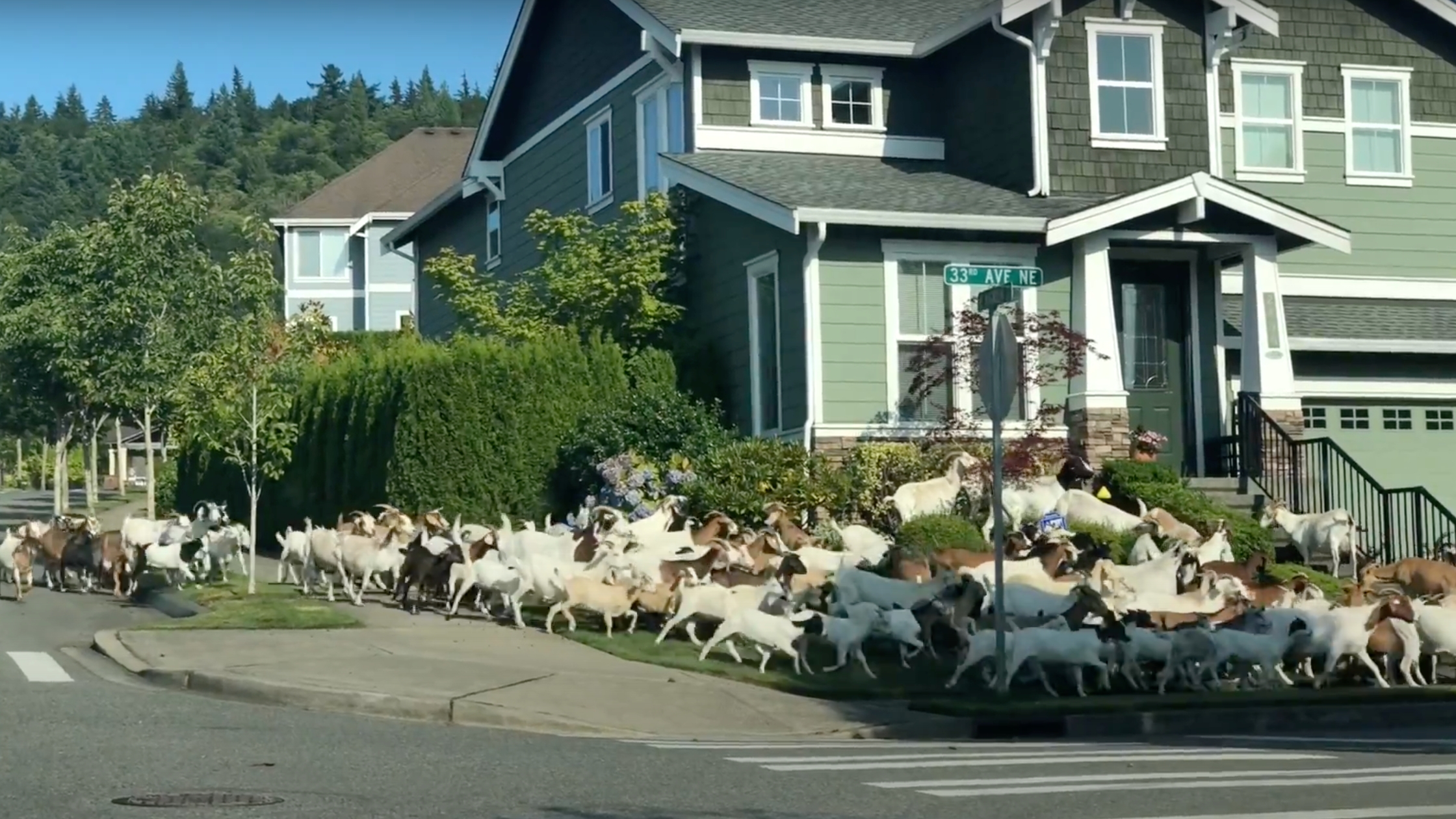 Read more about the article Why Are Goats Running Wild In This Washington Neighborhood?